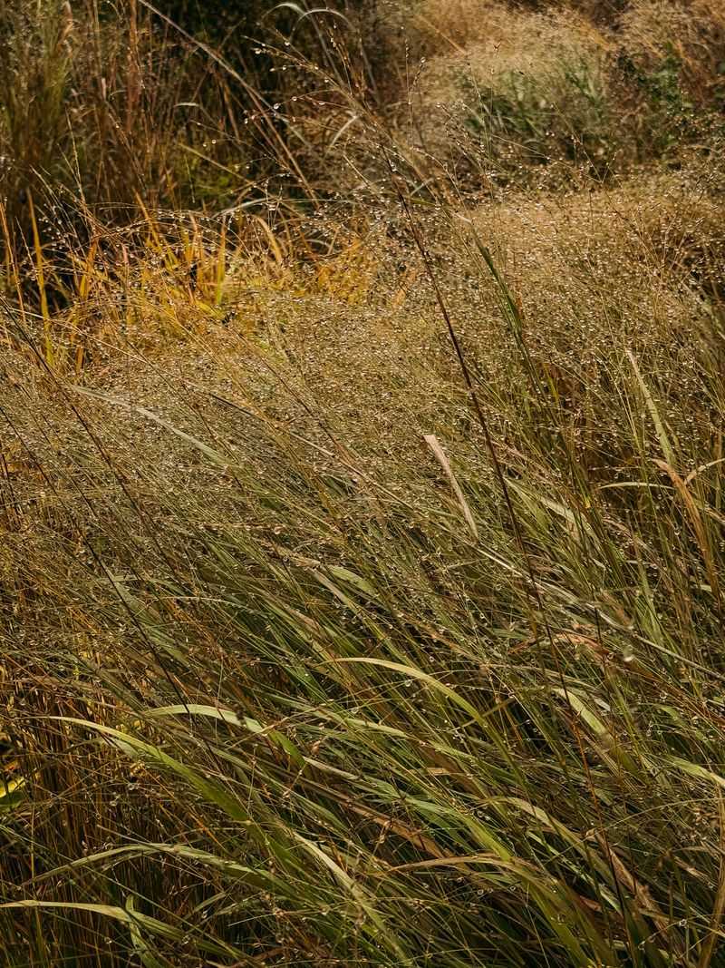 Switchgrass