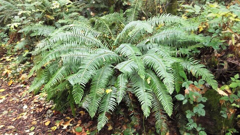Sword Fern (Polystichum Munitum) Sword Fern (Polystichum Munitum)