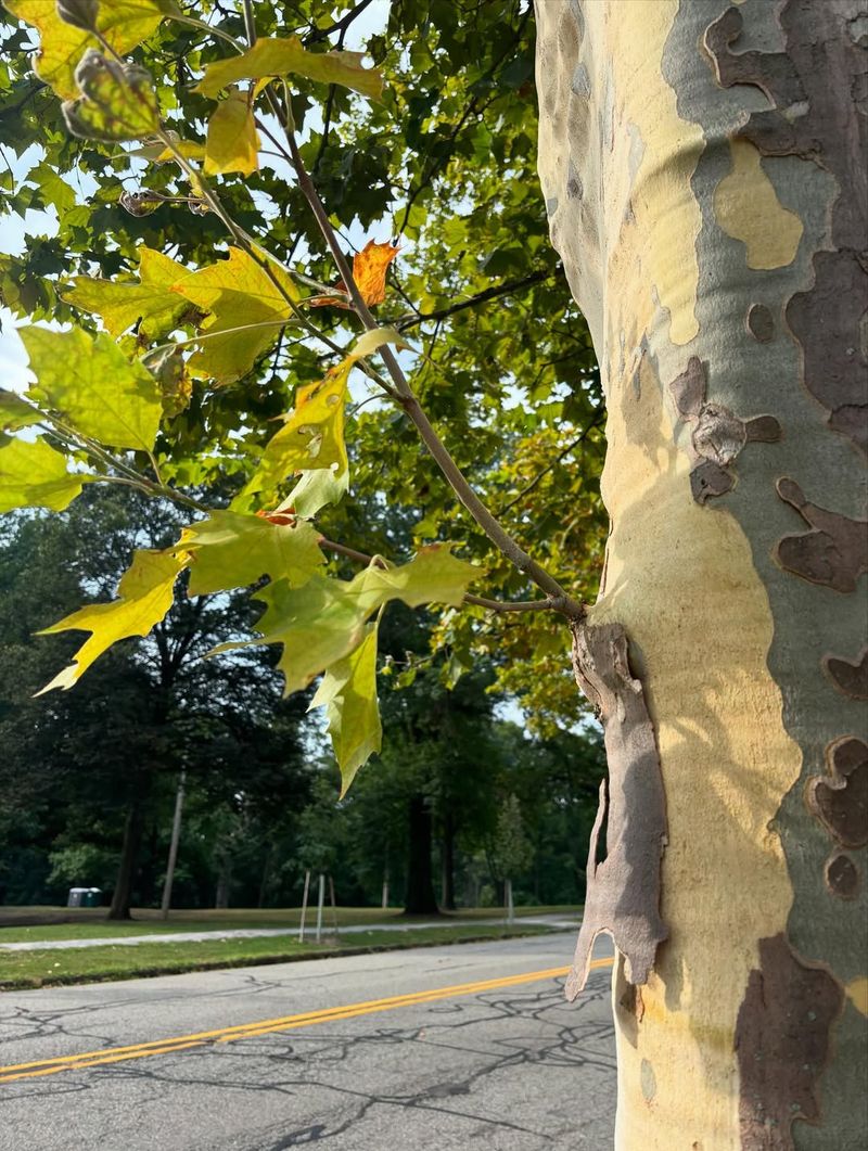Sycamore Suits Large Street Edges With Difficult Soil Sycamore Suits Large Street Edges With Difficult Soil