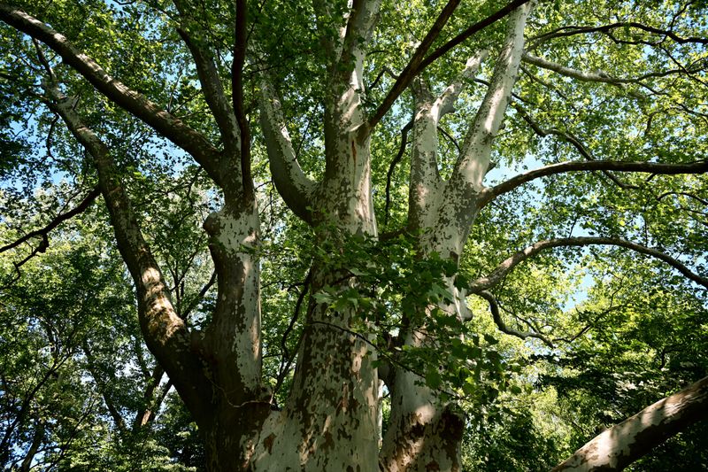 Sycamore