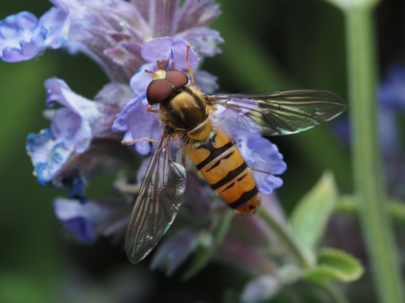 Syrphid Flies (Hoverflies) Syrphid Flies (Hoverflies)