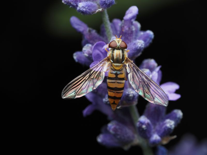 Syrphid Flies Syrphid Flies