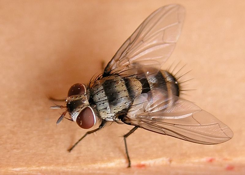 Tachinid Flies