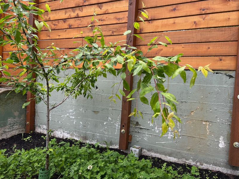 Take Off More Fruit From Bowing Branches