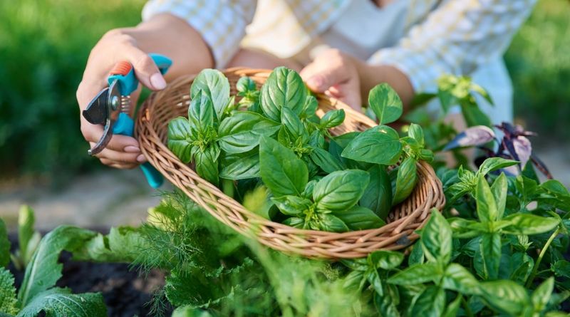 Take Small Harvests Often Take Small Harvests Often
