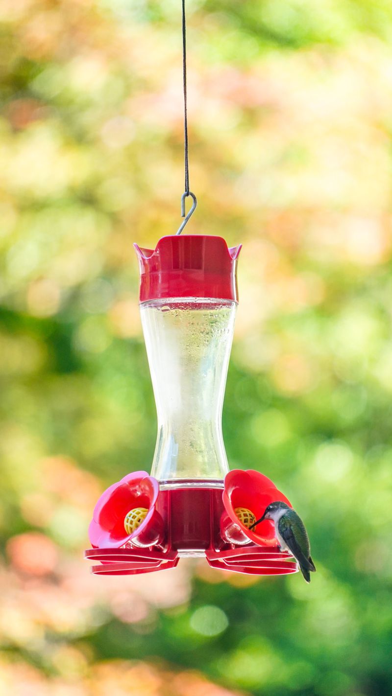 Taking Feeders Down Too Early In Fall