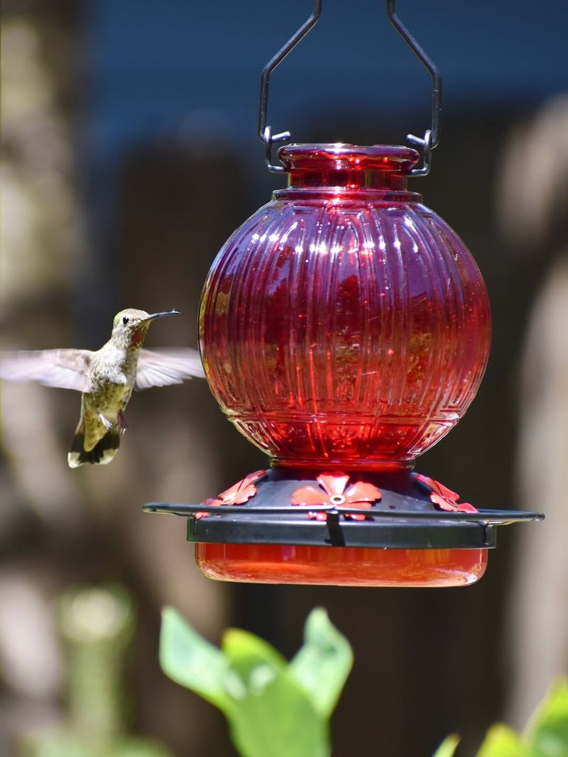 Taking Feeders Down Too Early In Fall Taking Feeders Down Too Early In Fall
