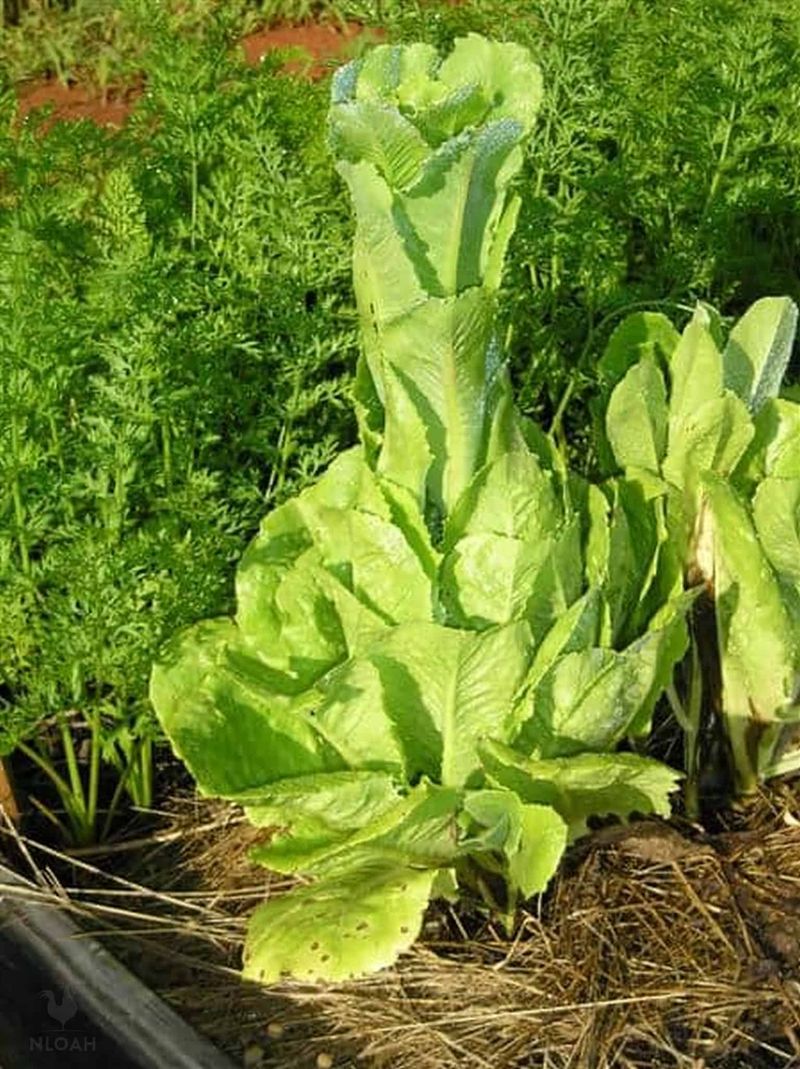 Tall Center Stalks Give It Away Tall Center Stalks Give It Away