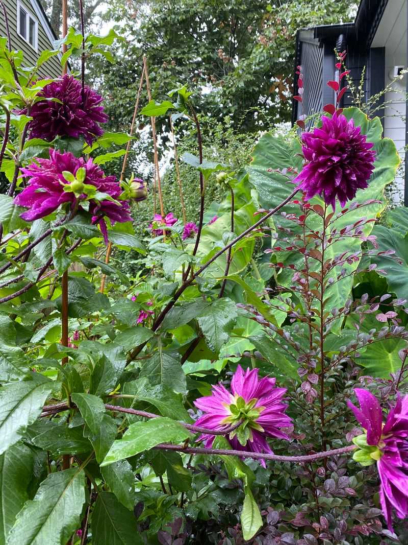 Tall Dahlias Need Support Before The Storm Tall Dahlias Need Support Before The Storm