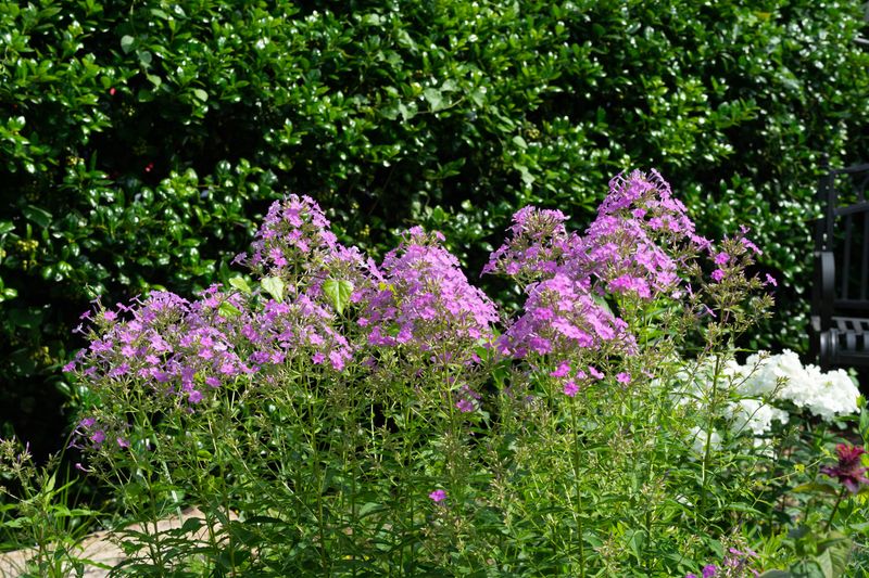 Tall Garden Phlox