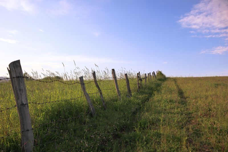 Tall Grass Along Fence Lines And Property Edges