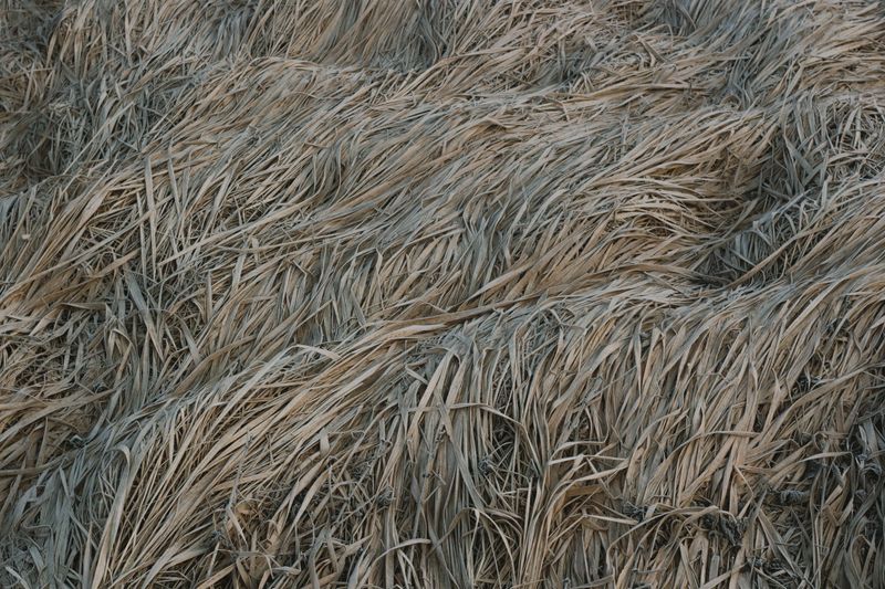 Tall Grass And Brush Quietly Become Fuel