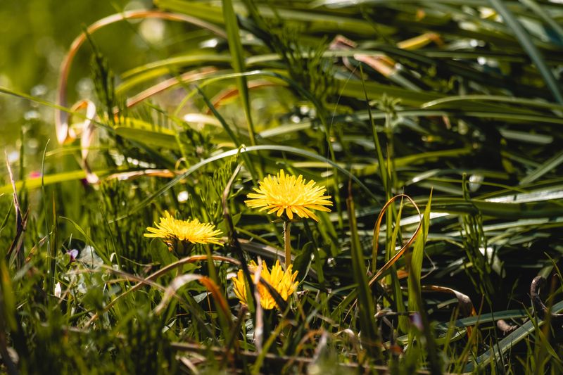 Tall Grass And Overgrown Weeds Near Lawn Edges