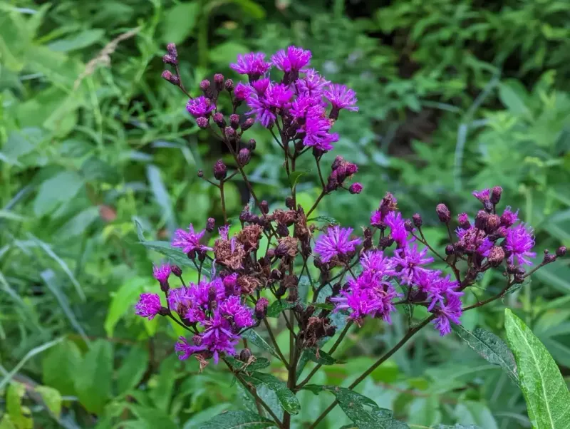 Tall Ironweed Adds Towering Purple Color