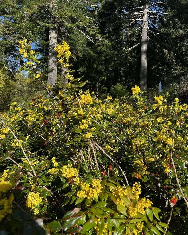 Tall Oregon Grape Adds Spiny Structure