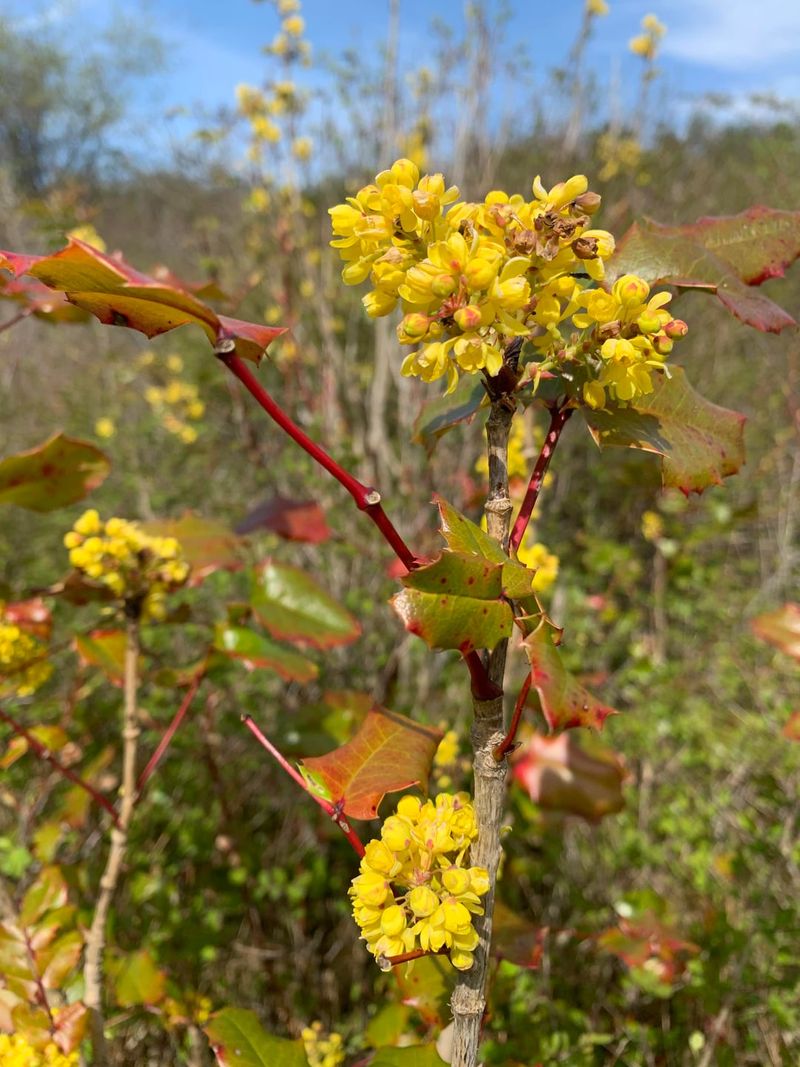 Tall Oregon Grape Tall Oregon Grape