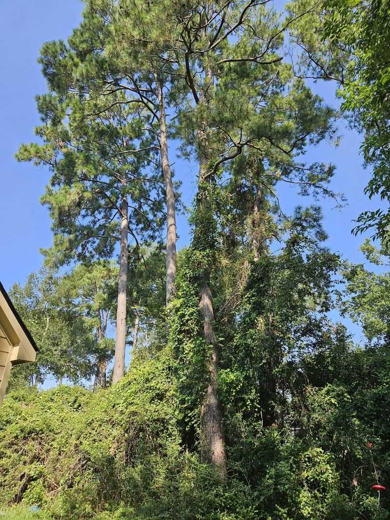 Tall Pines In Saturated Soil