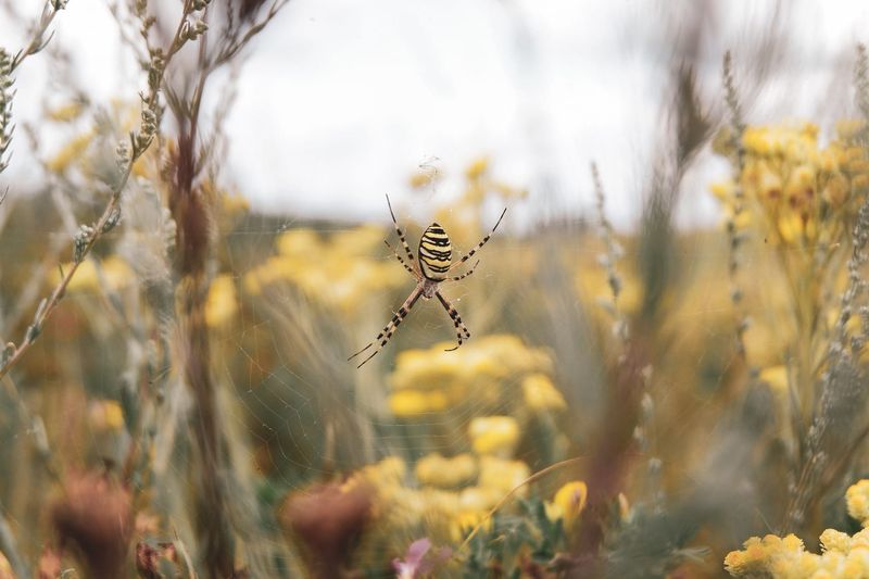 Tall Plants Create Perfect Web Locations