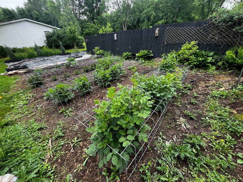 Tall Plants Need Support Before They Lean Tall Plants Need Support Before They Lean