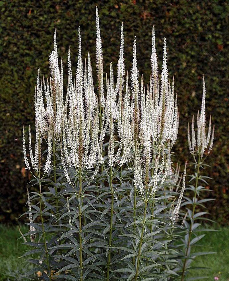 Tall Stems Add Structure To The Middle Or Back Of A Border