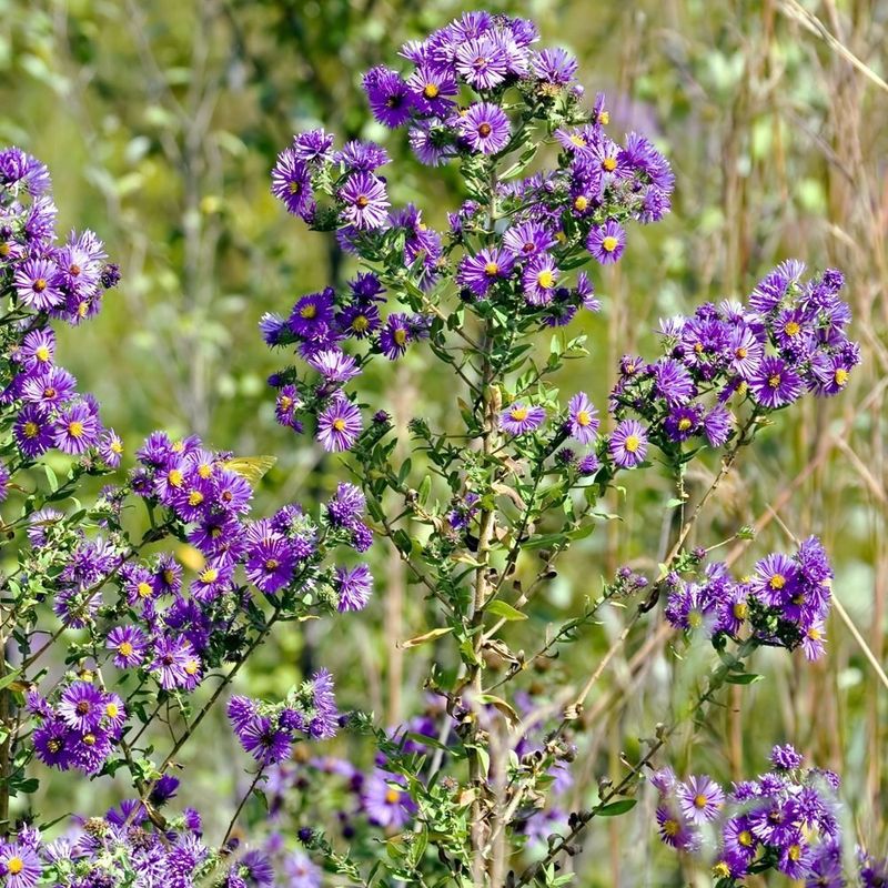 Tall Stems Need Room To Shine Tall Stems Need Room To Shine