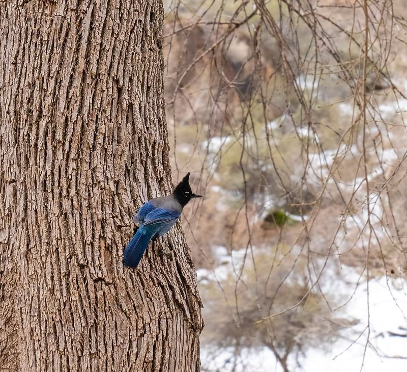 Tall Trees Give Jays A Safe Lookout Tall Trees Give Jays A Safe Lookout