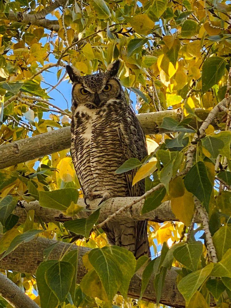 Tall Trees Make Good Night Perches Tall Trees Make Good Night Perches