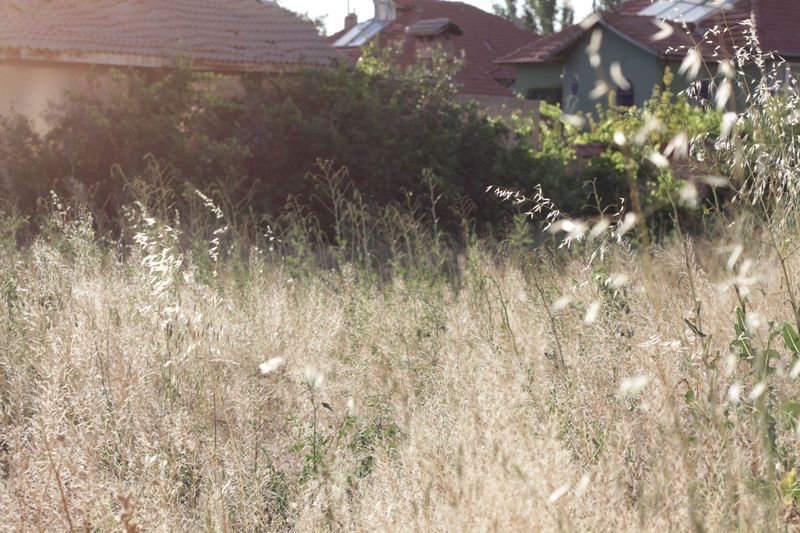 Tall, Unmowed Grass Tall, Unmowed Grass