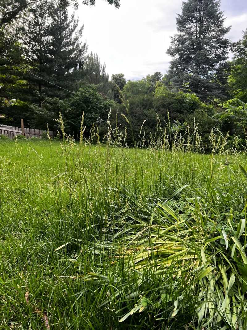 Tall Weeds Are Treated Differently Than Lawn Tall Weeds Are Treated Differently Than Lawn