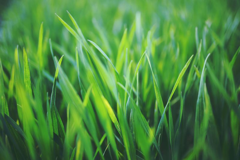 Taller Grass Blades Build Deeper, Hardier Roots Taller Grass Blades Build Deeper, Hardier Roots