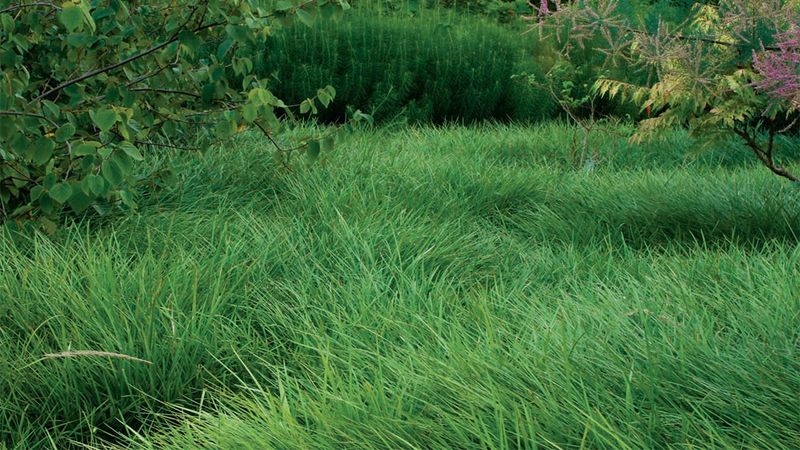 Taller Grass Shades The Soil Better