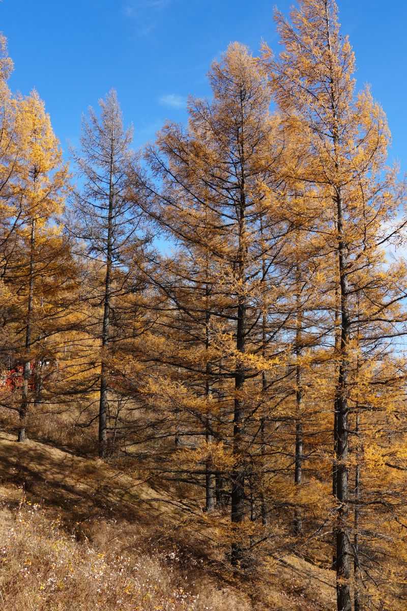 Tamarack Tamarack