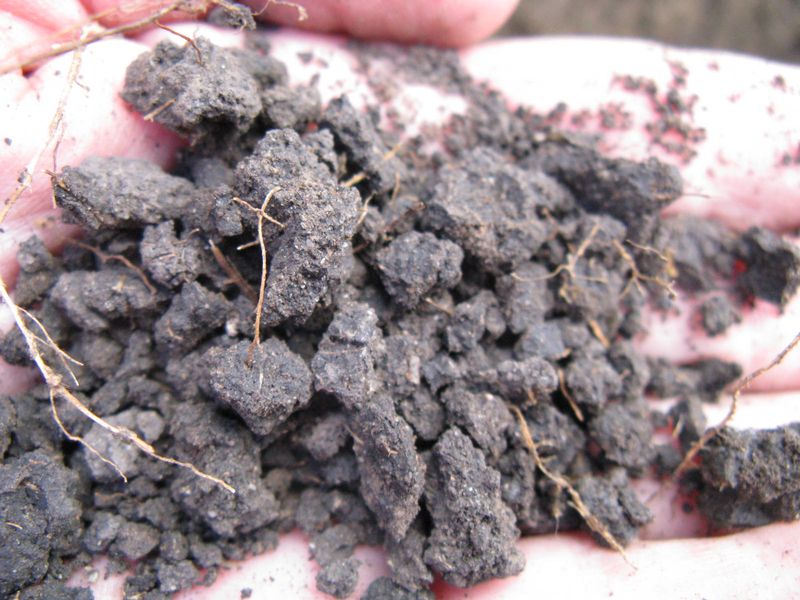 Tamp Soil Lightly To Remove Air Pockets Tamp Soil Lightly To Remove Air Pockets