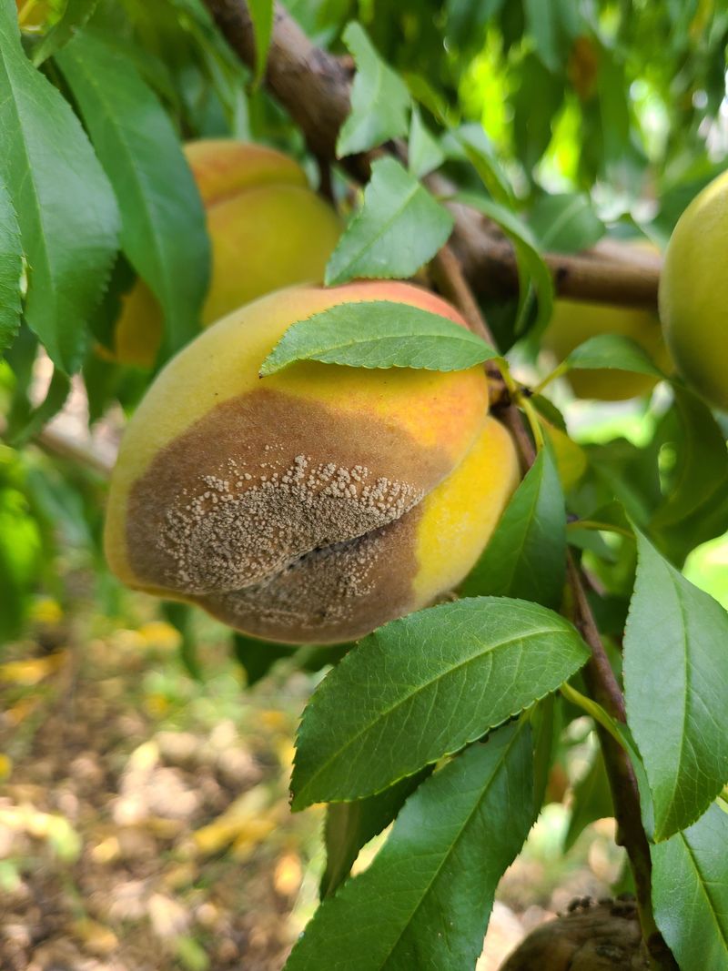 Tan Or Gray Spore Masses Cover Rotting Areas