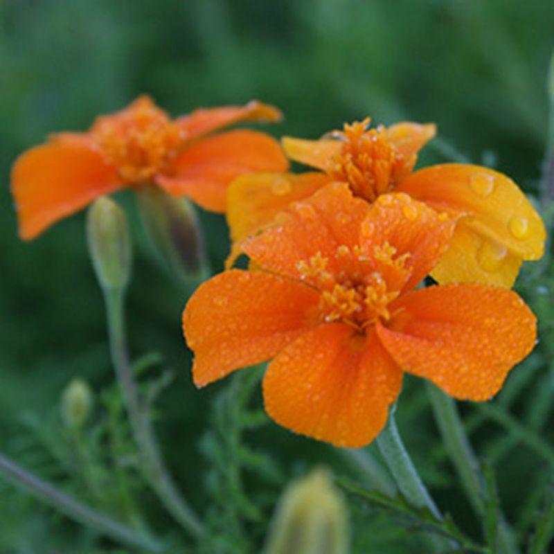 'Tangerine' Brightens Tomato Rows 'Tangerine' Brightens Tomato Rows