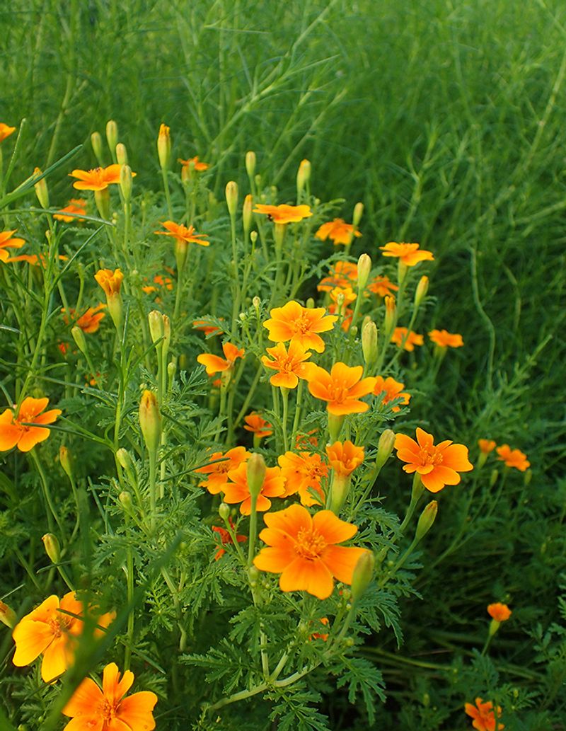 'Tangerine Gem' Belongs Near Herb Beds 'Tangerine Gem' Belongs Near Herb Beds