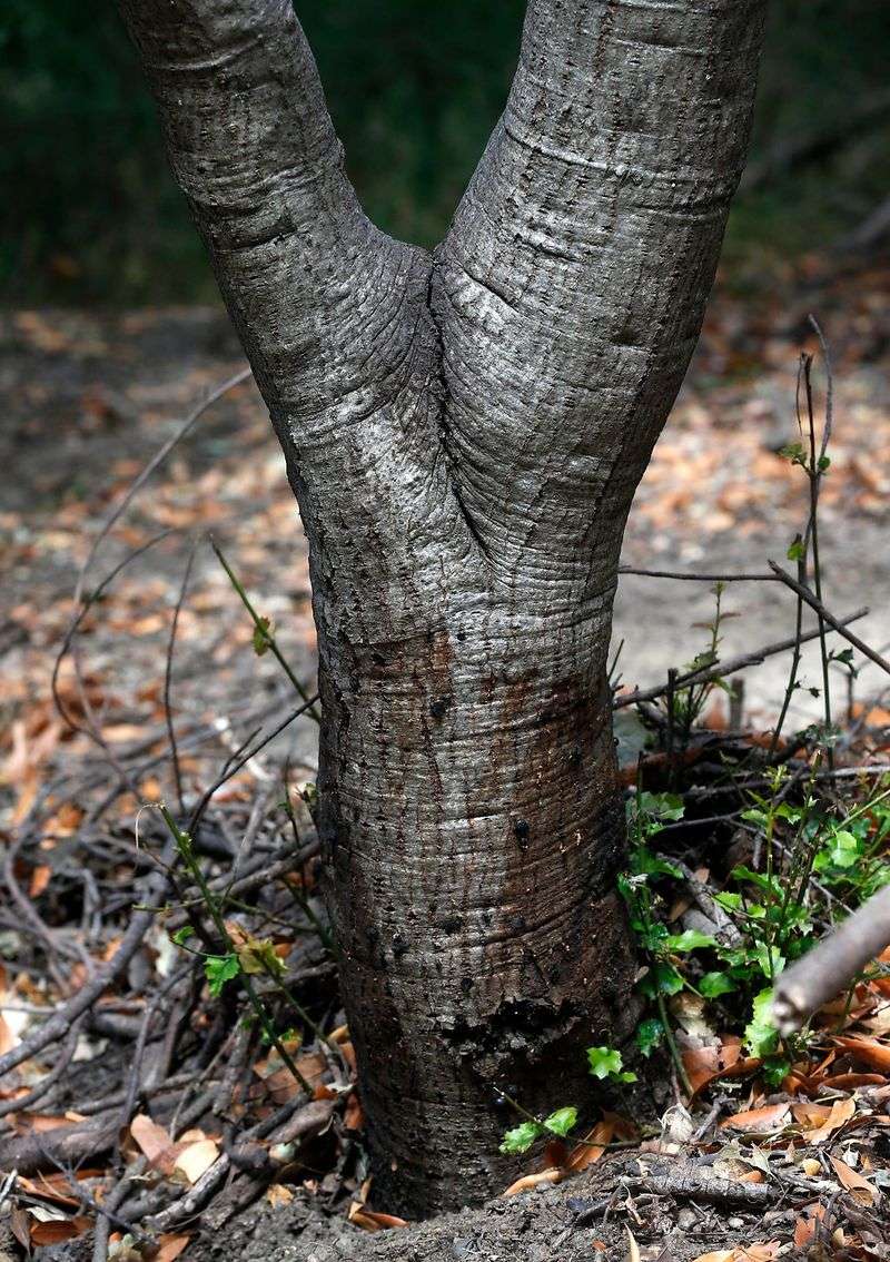 Tanoaks And Coast Live Oaks Are Especially Vulnerable