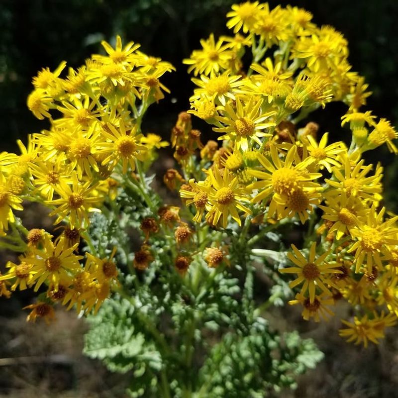 Tansy Ragwort Should Never Reach Seed Tansy Ragwort Should Never Reach Seed