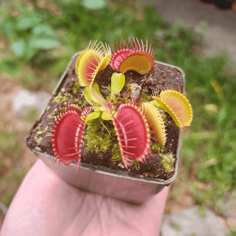 Tap Water Slowly Damages A Venus Flytrap's Roots Tap Water Slowly Damages A Venus Flytrap's Roots