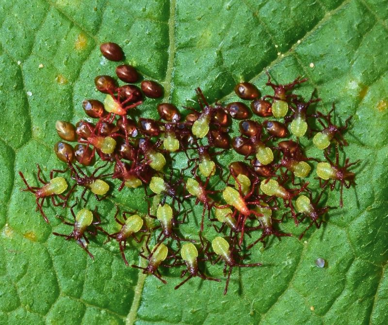 Target Newly Emerged Nymphs Quickly
