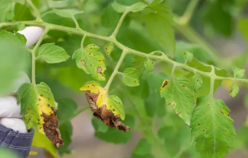 Target-Shaped Rings Often Signal Early Blight