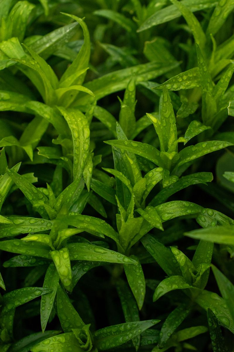 Tarragon Tarragon