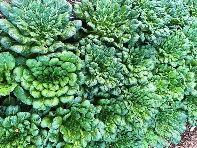 Tatsoi Makes a Rosette You Can Eat