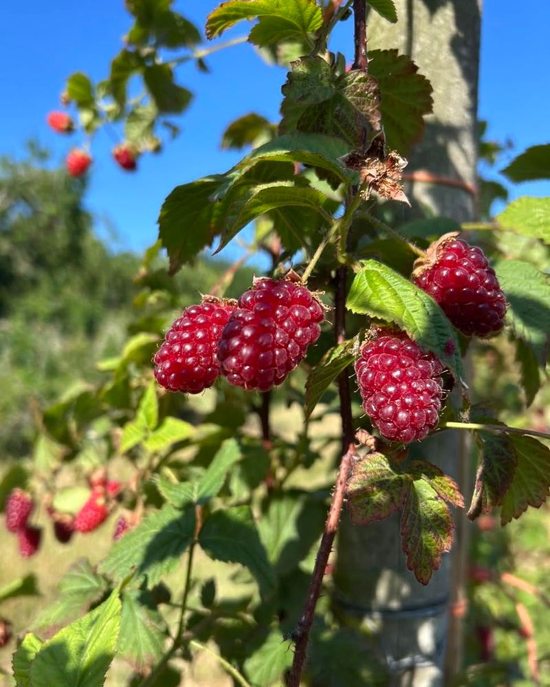 Tayberry Adds Raspberry Blackberry Flavor Tayberry Adds Raspberry Blackberry Flavor