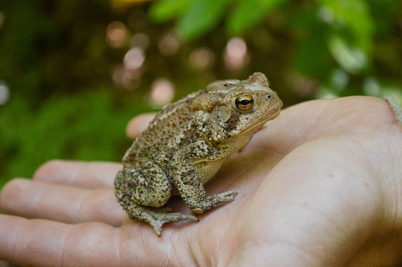 Telling A Toad Apart From A Frog In Your Garden Bed