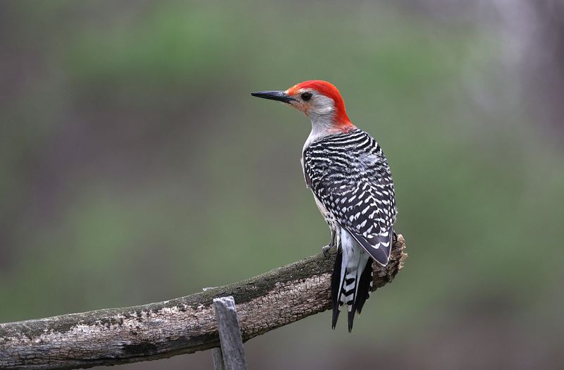 Telling It Apart From Other Indiana Woodpeckers