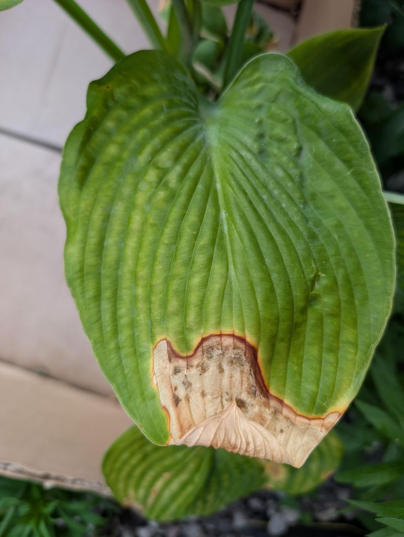 Telling Scorch Apart From Anthracnose Or Fungal Disease