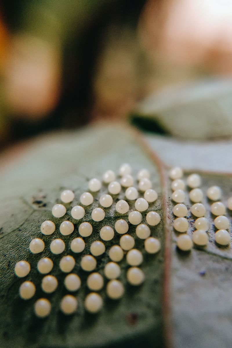 Telling Slug Eggs Apart From Look-Alikes Telling Slug Eggs Apart From Look-Alikes