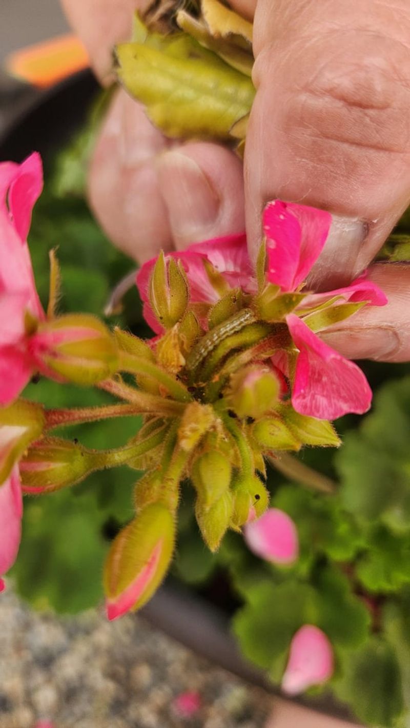 Telltale Signs Your Geraniums Are Under Attack Telltale Signs Your Geraniums Are Under Attack