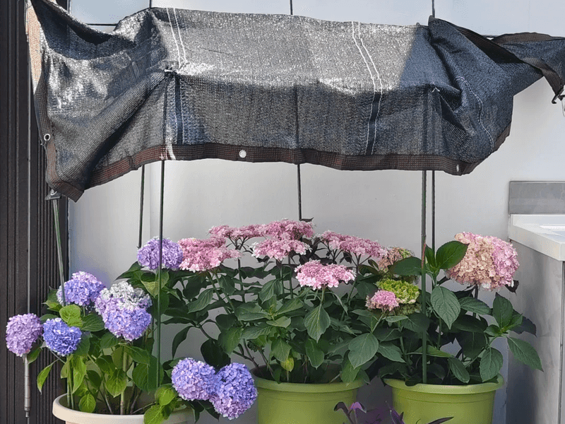Temporary Shade Can Save The Blooms